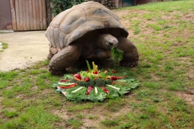 tuki-turkiyenin-en-yasli-kaplumbagasi-1024x717