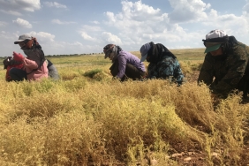 Şanlıurfa'da kırmızı mercimek üretiminde yüksek rekolte beklentisi