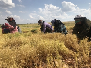 Şanlıurfa'da kırmızı mercimek üretiminde yüksek rekolte beklentisi