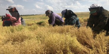 Şanlıurfa'da kırmızı mercimek üretiminde yüksek rekolte beklentisi