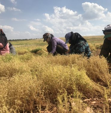 Şanlıurfa'da kırmızı mercimek üretiminde yüksek rekolte beklentisi