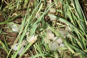 Şanlıurfa'da dolu yağışı ekili tarlalara zarar verdi