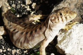 harran-kertenkelesi-1024x717