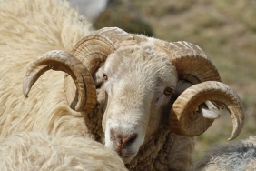 kurban-bayrami-1024x717