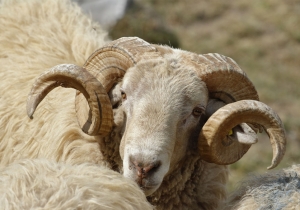 kurban-bayrami-1024x717