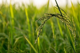 tarim-mantar-hastaligi-1024x717