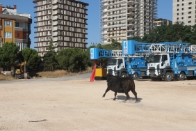 Şanlıurfa'da sahibinin elinden kaçan büyükbaş hayvanı "kurban yakalama timi" yakaladı