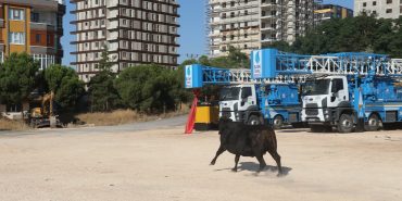 Şanlıurfa'da sahibinin elinden kaçan büyükbaş hayvanı "kurban yakalama timi" yakaladı