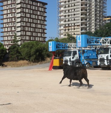 Şanlıurfa'da sahibinin elinden kaçan büyükbaş hayvanı "kurban yakalama timi" yakaladı