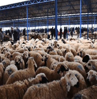hayvan pazarı