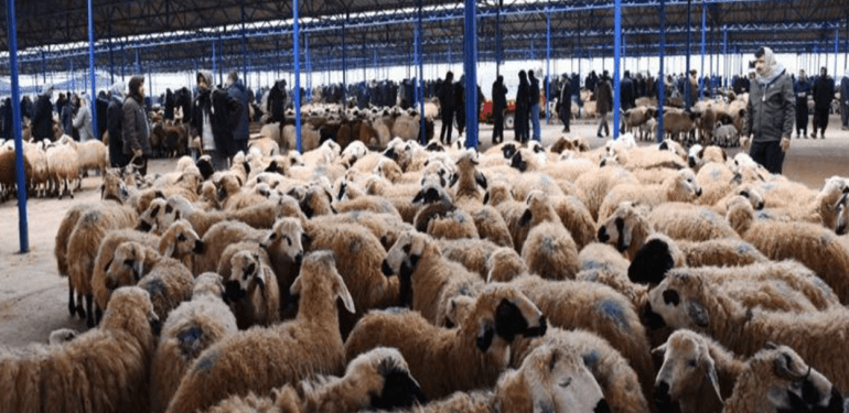 hayvan pazarı