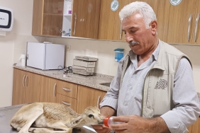 Şanlıurfa'da yaralı bulunan ceylan yavrusu tedavi altına alındı