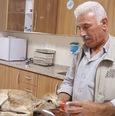 Şanlıurfa'da yaralı bulunan ceylan yavrusu tedavi altına alındı