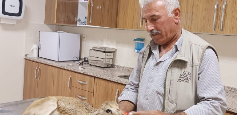 Şanlıurfa'da yaralı bulunan ceylan yavrusu tedavi altına alındı