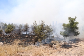 Şanlıurfa'da çıkan orman yangını söndürüldü.