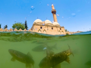 Şanlıurfa'daki tarihi Balıklıgöl, binlerce turisti ağırlıyor