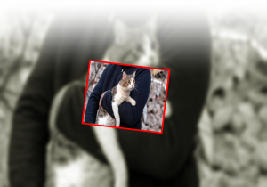 kedi