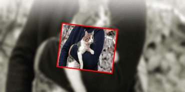 kedi