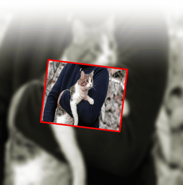 kedi