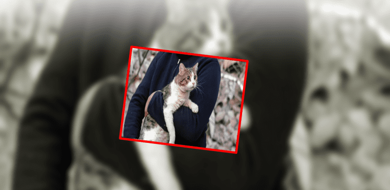 kedi