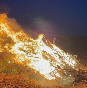 Şanlıurfa'da mısır tarlasında ele geçirilen 160 bin kök Hint keneviri imha edildi