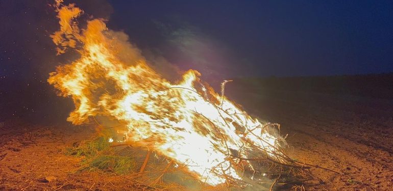 Şanlıurfa'da mısır tarlasında ele geçirilen 160 bin kök Hint keneviri imha edildi