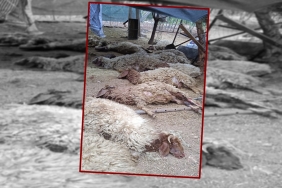 Şanlıurfa'da sokak köpeklerinin saldırdığı 12 koyun telef oldu