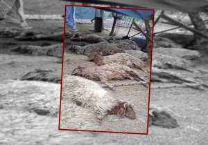 Şanlıurfa'da sokak köpeklerinin saldırdığı 12 koyun telef oldu