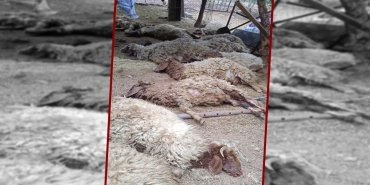 Şanlıurfa'da sokak köpeklerinin saldırdığı 12 koyun telef oldu