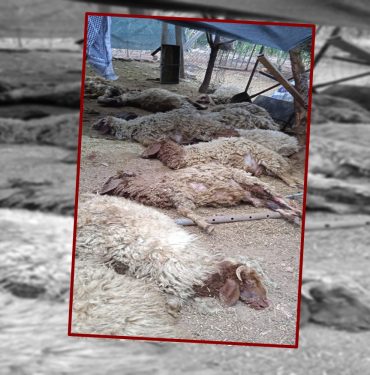 Şanlıurfa'da sokak köpeklerinin saldırdığı 12 koyun telef oldu