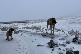 Karacadağ'a mevsimin ilk karı yağdı