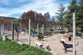 sokak-kopegi-aa-2212751