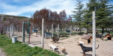 sokak-kopegi-aa-2212751