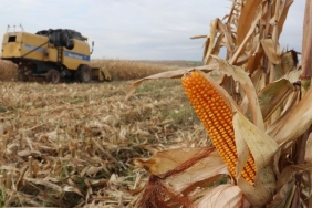 Şanlıurfa Mısır Üretiminde Türkiye Üçüncüsü