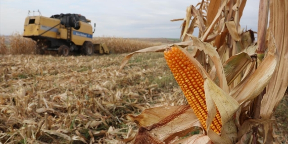 Şanlıurfa Mısır Üretiminde Türkiye Üçüncüsü