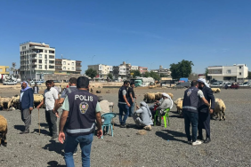 Şanlıurfa’da Polisten Hayvan Pazarına Denetim