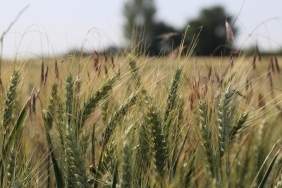 edirne-bugday-aa-2055166