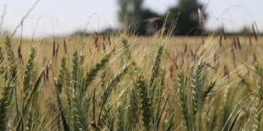 edirne-bugday-aa-2055166