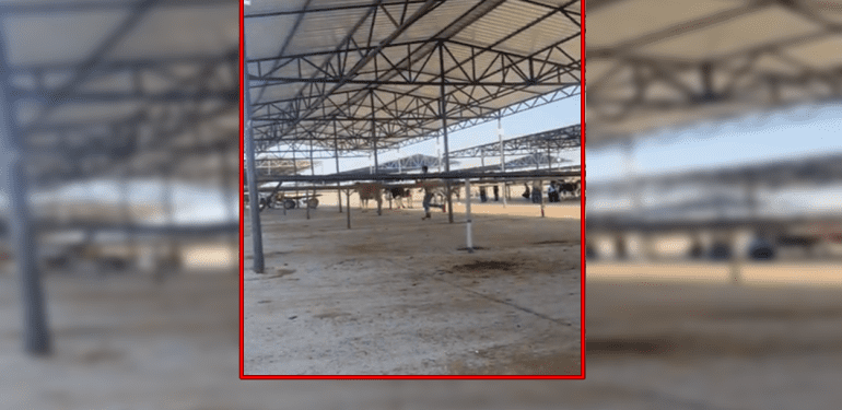 siverek hayvan pazarı silahlı kavga